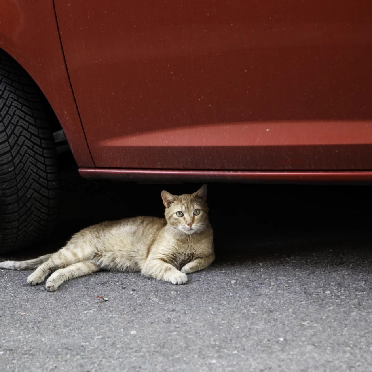 ระวัง! เช็กก่อนสตาร์ท สัญญาณเตือนภัยที่คนรักแมวห้ามพลาด