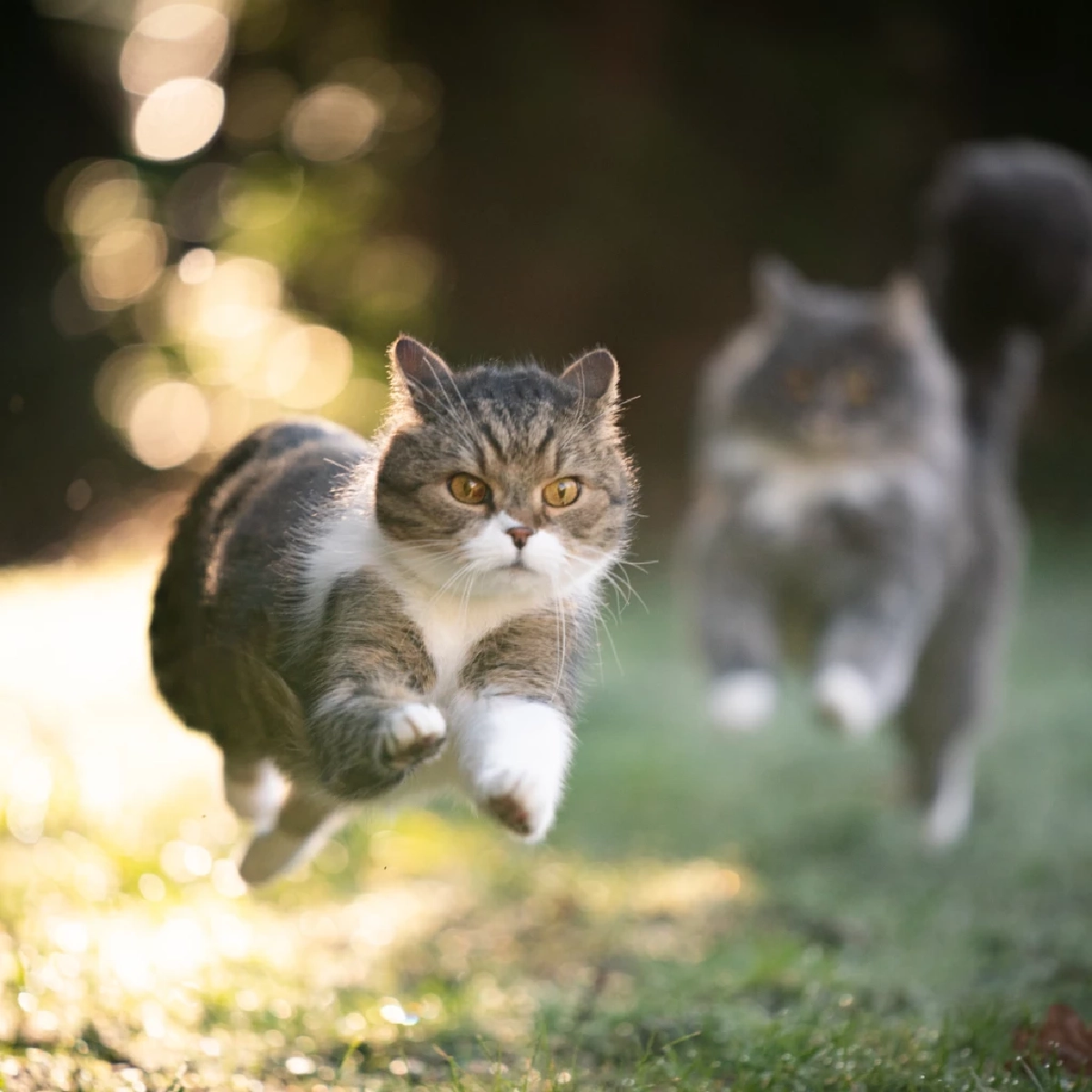 เห็นนิ่งๆ แต่ไวจัด เหตุผลที่แมวตอบสนองเร็วกว่า มนุษย์