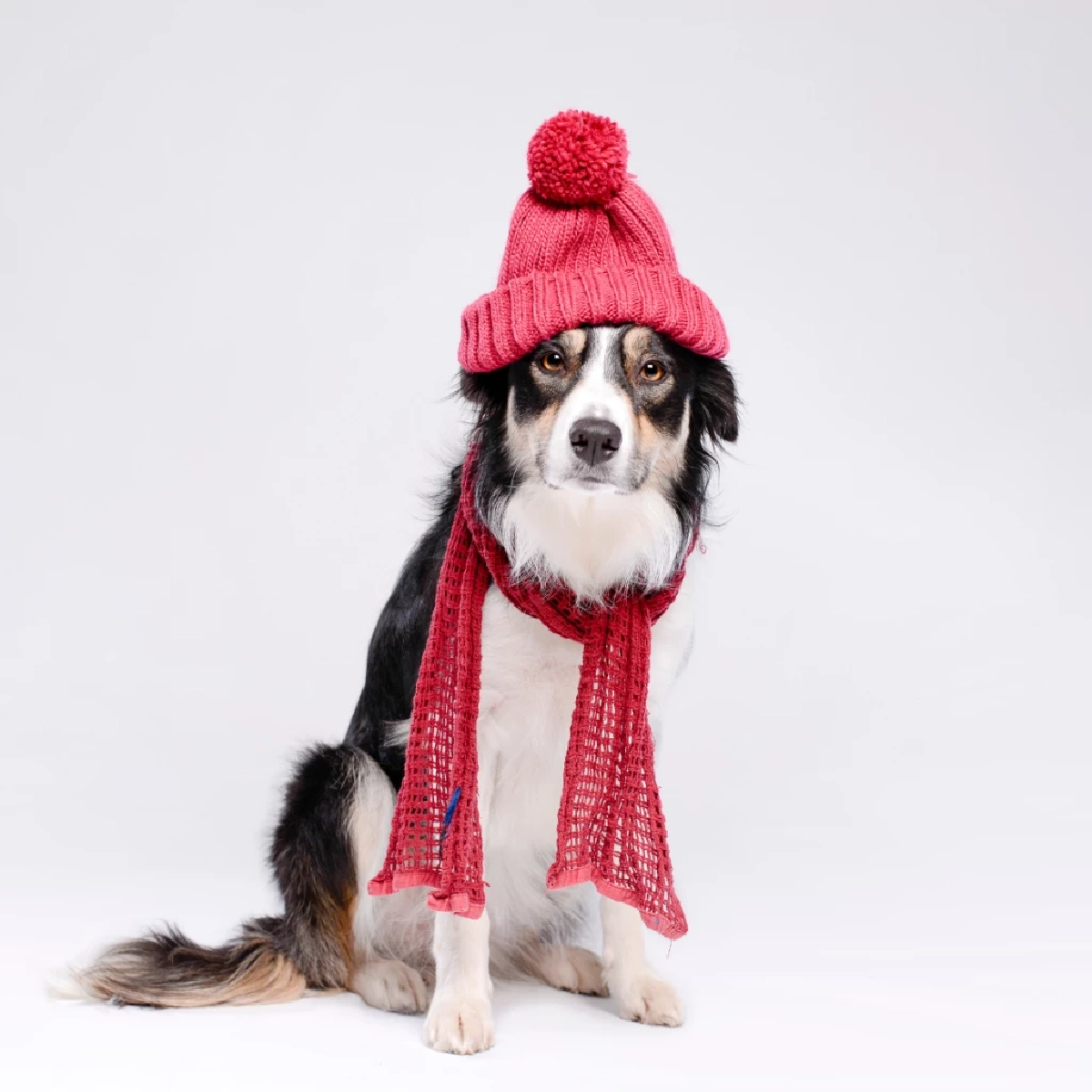 แอร์เย็นผิดองศา! เสี่ยงสัตว์เลี้ยงป่วย เจ้าของต้องรู้ด่วน