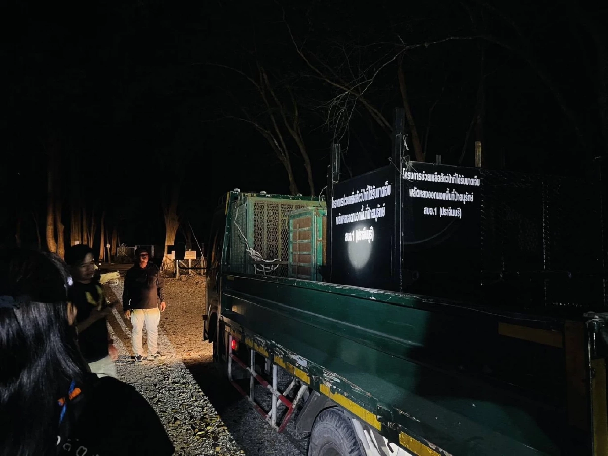 ภารกิจสำเร็จ ส่งหมี 3 ตัว-สิงโต 2 ตัว สู่ศูนย์พักพิงปลอดภัย