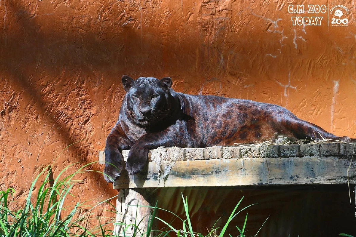 สวนสัตว์เชียงใหม่โชว์ภาพเสือดำสุดสง่า เผยลวดลายลับใต้แสงแดด