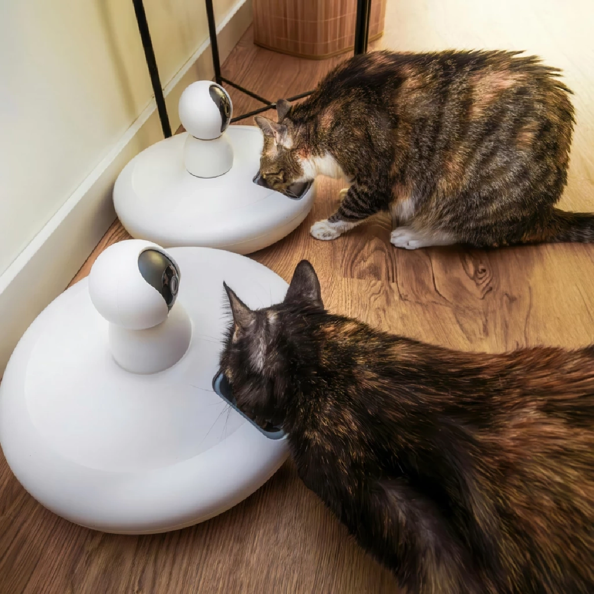 วิธีเตรียมตัวเมื่อต้อง ทิ้งสัตว์เลี้ยงไว้บ้าน ช่วงปีใหม่