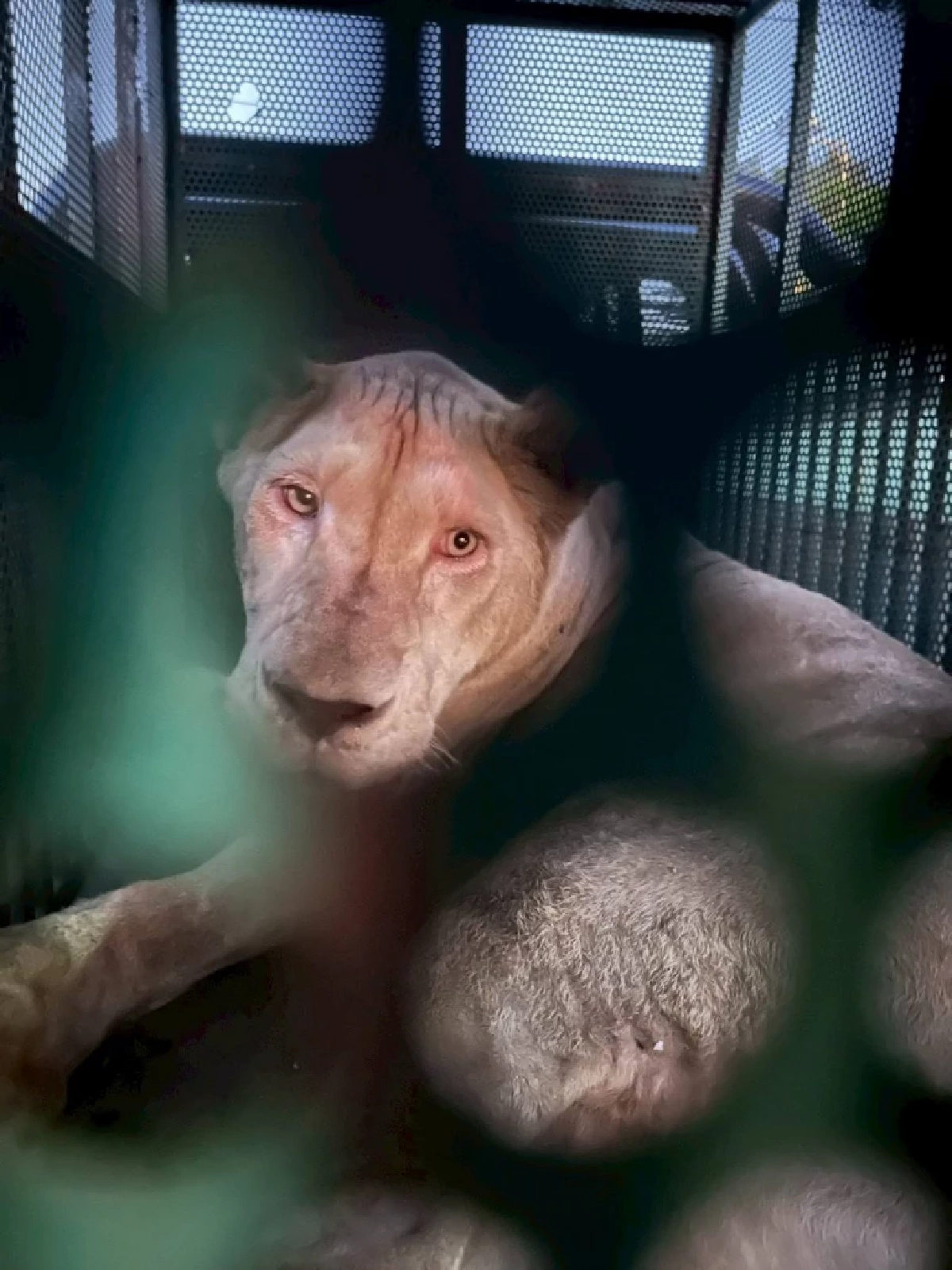 น่าสงสาร อาการล่าสุด สิงโต - หมี ที่ยึดได้จากกาสิโนในชายแดน