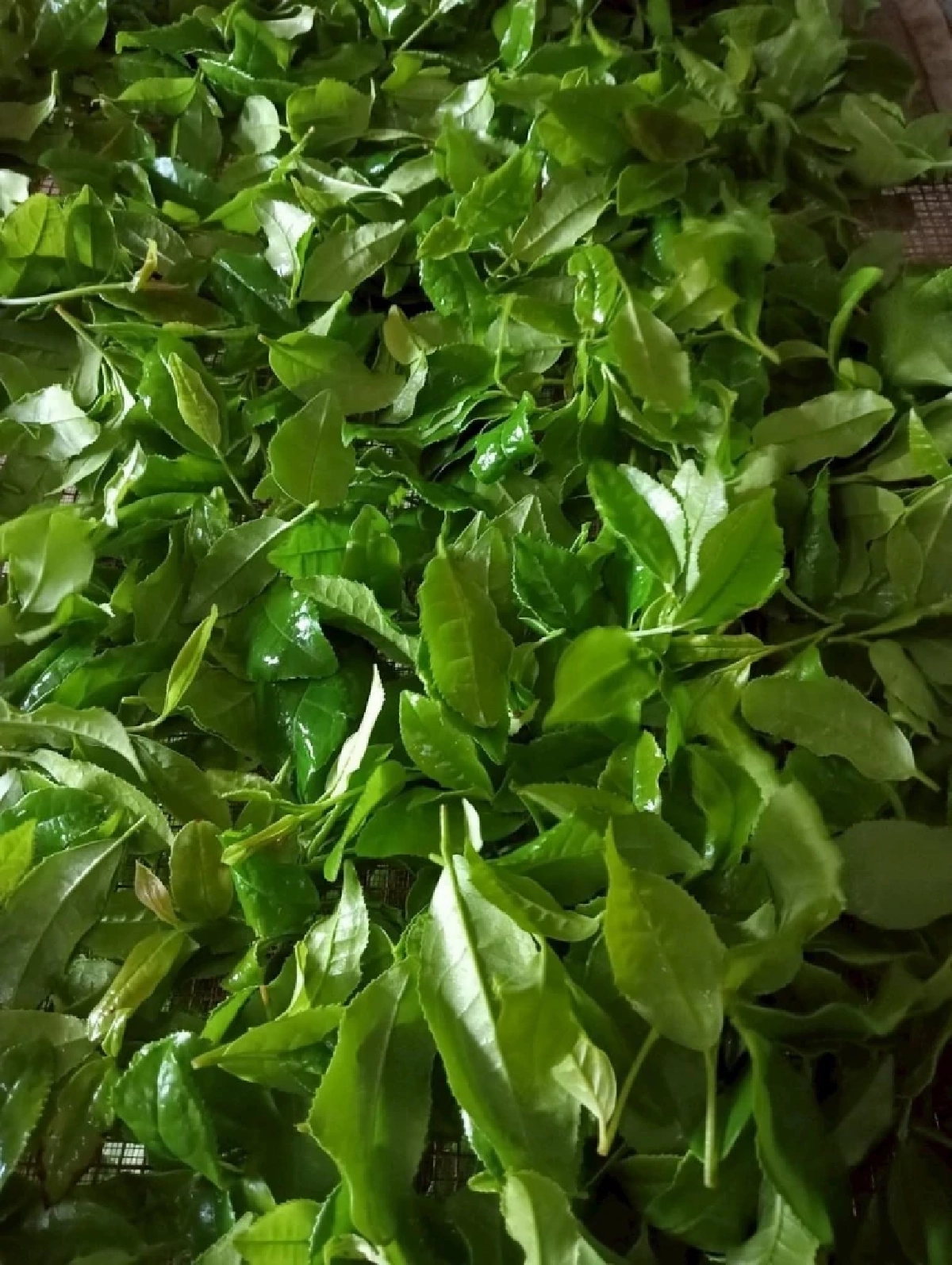 เปิดตัวชาพันธุ์ใหม่ ชากวก.เชียงใหม่ 1 ดันดาวเด่น หอม รสละมุน