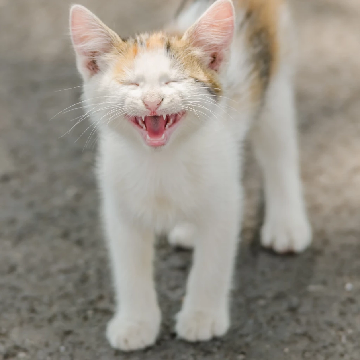 วิจัยเผยแมวร้องเรียกเจ้าของชายบ่อยกว่าหญิง 2.4 เท่า เพื่อเรียกความสนใจ