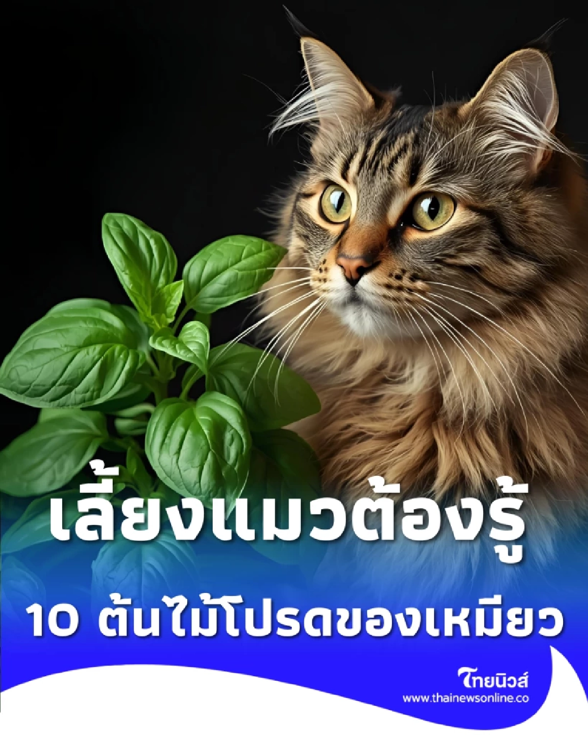 10 ต้นไม้โปรดของเหมียว ปลูกง่าย เคี้ยวสนุก มีประโยชน์ครบ