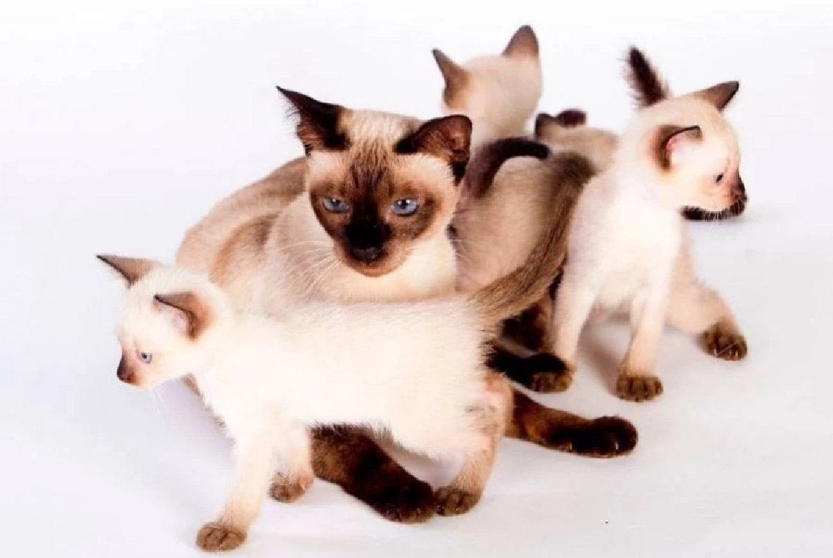 4 กลิ่นที่แมวไม่ชอบ! เจ้าของควรรู้เพื่อเลี่ยงความเครียดให้เจ้าเหมียว