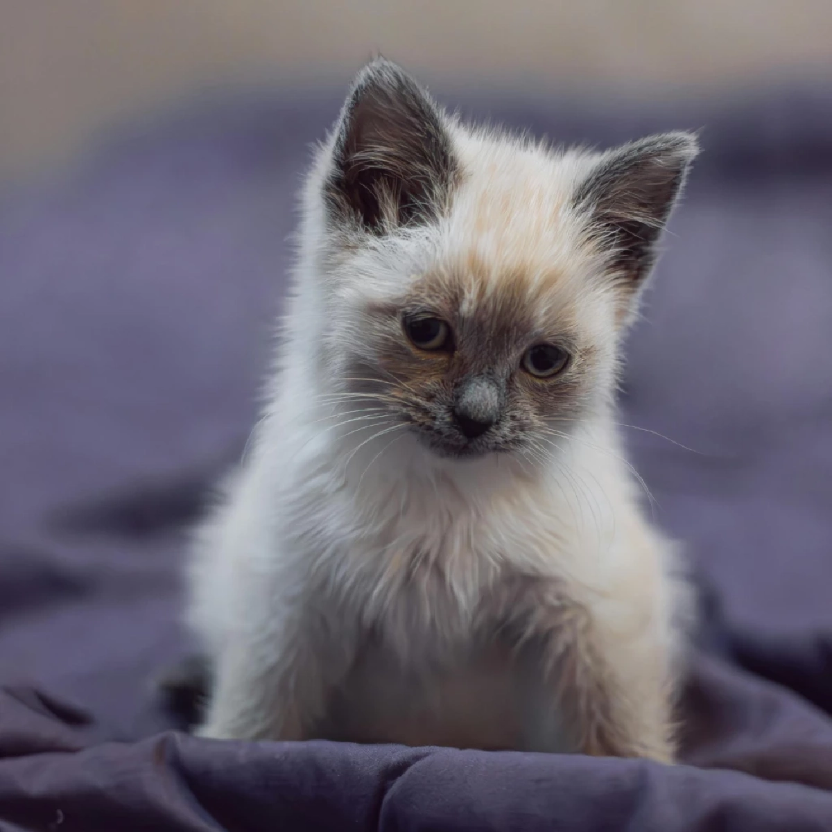 แมววิเชียรมาศเปลี่ยนสีขนตามอุณหภูมิจริงหรือ?