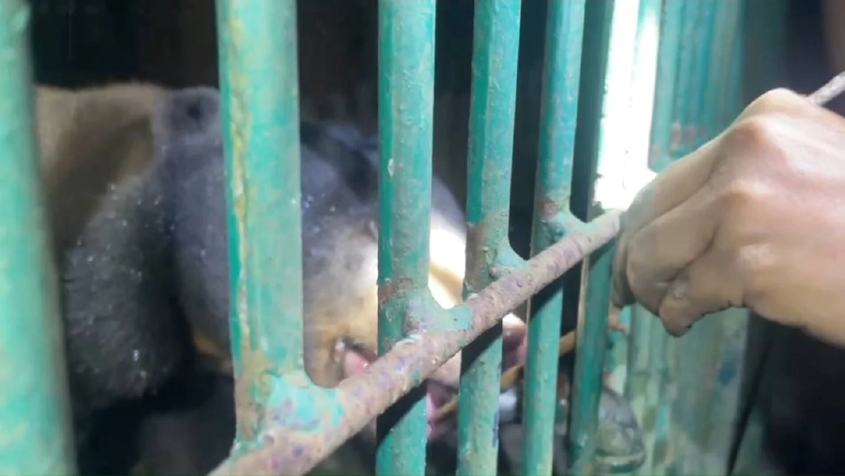 ภารกิจสำเร็จ ส่งหมี 3 ตัว-สิงโต 2 ตัว สู่ศูนย์พักพิงปลอดภัย