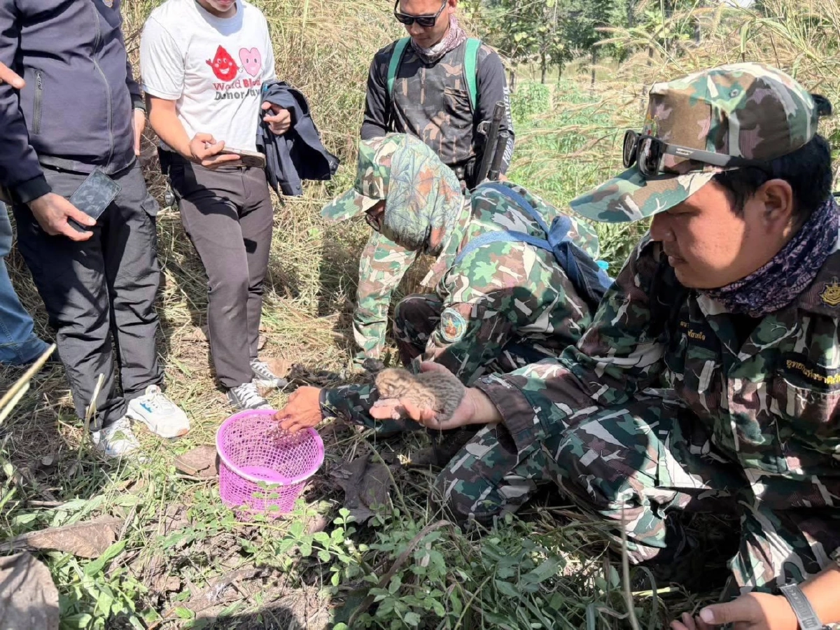 นาทีชีวิต! ชาวบ้านช่วย 3 ลูกแมวดาว ก่อนรถไถเหยียบจมดิน