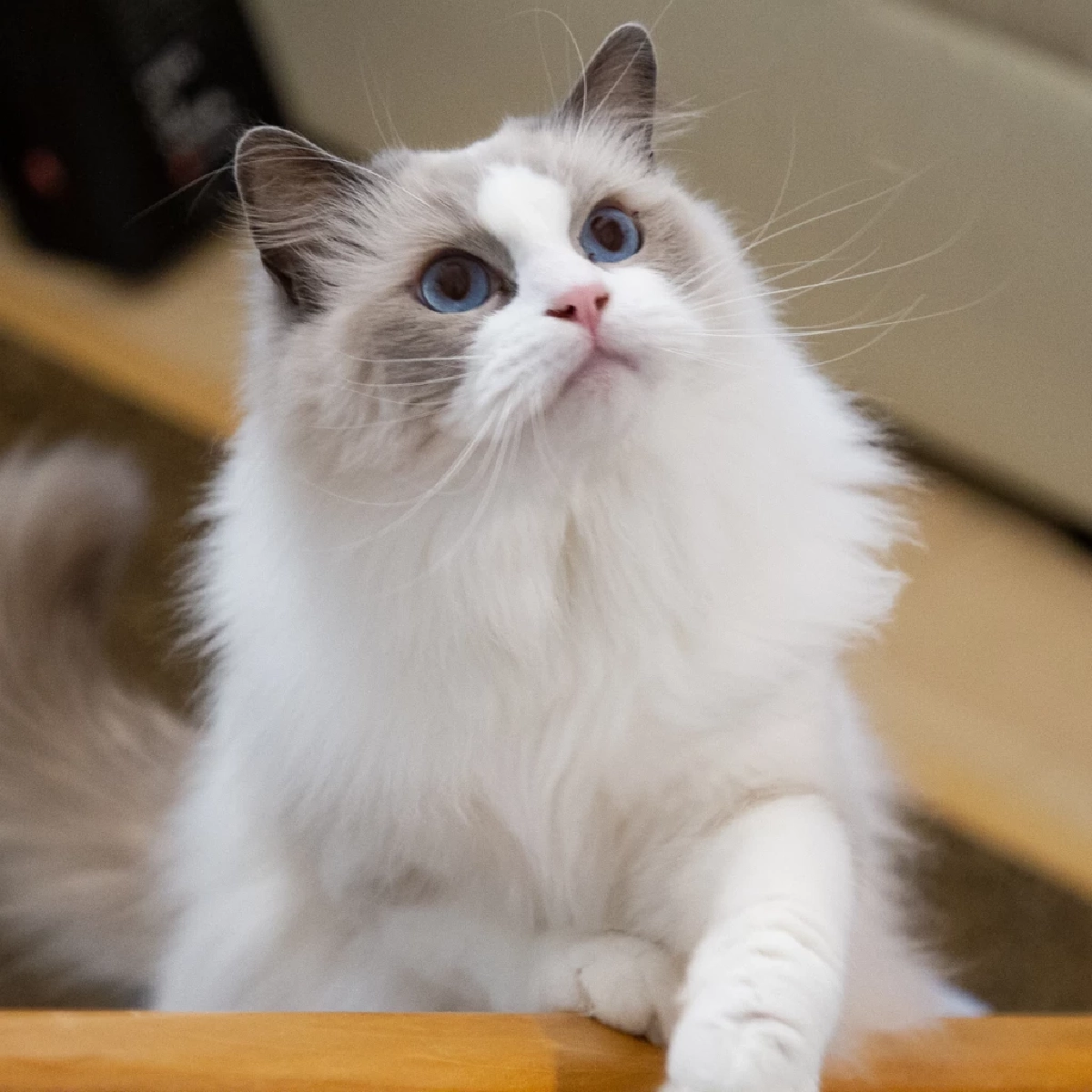 เหตุผลลับ ทำไมมนุษย์หลงรักแมวมากกว่าสัตว์อื่น