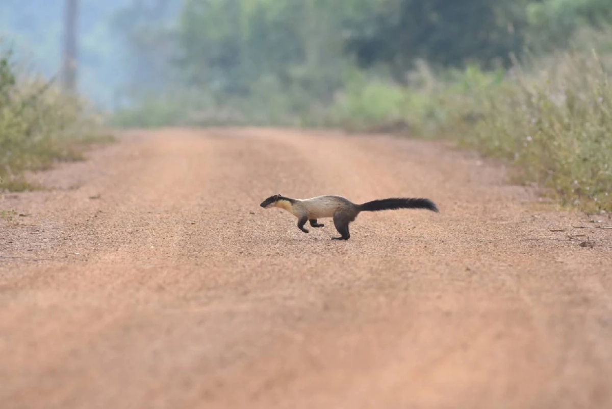 ฮือฮา! พบ "หมาไม้" กลางป่าดงใหญ่ บุรีรัมย์ สะท้อนนิเวศไทยยังสมบูรณ์
