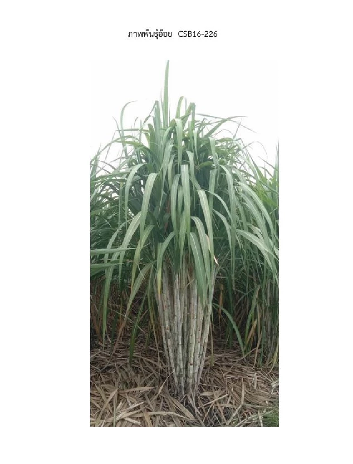 ประกาศใหม่ เพิ่มพันธุ์อ้อยแนะนำ ปลูกได้ตามท้องที่ที่กำหนด