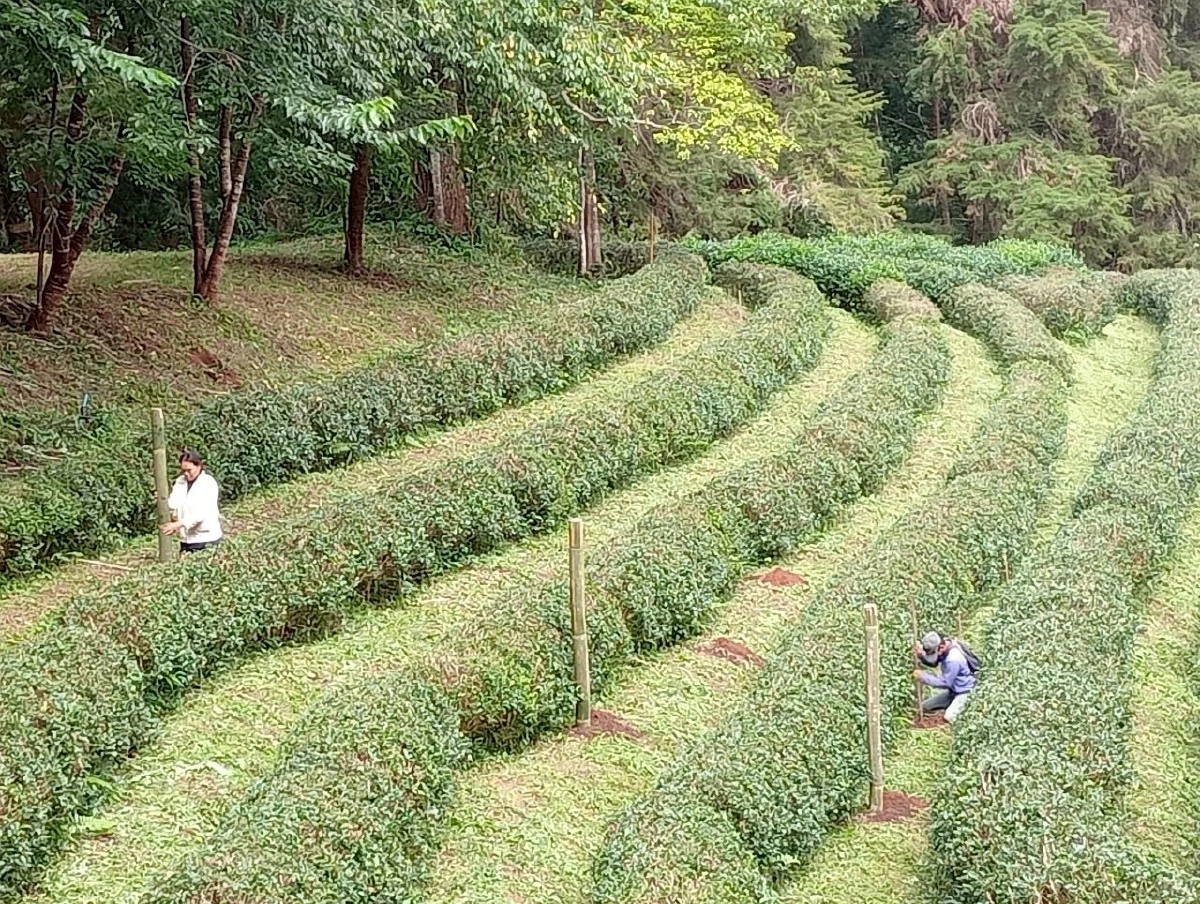 เปิดตัวชาพันธุ์ใหม่ ชากวก.เชียงใหม่ 1 ดันดาวเด่น หอม รสละมุน