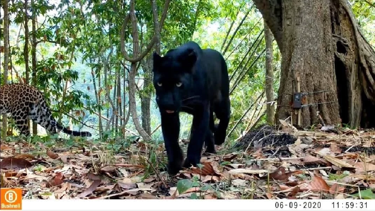 เฉาก๊วย-กล้วยไข่ เสือดำเสือดาวป่าคลองลาน ดัชนีป่าสมบูรณ์