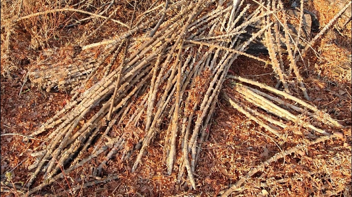 ซาอุฯปลื้ม มันสำปะหลังอัดเม็ดจากไทย สั่งเพิ่มทันที 3 หมื่นตัน