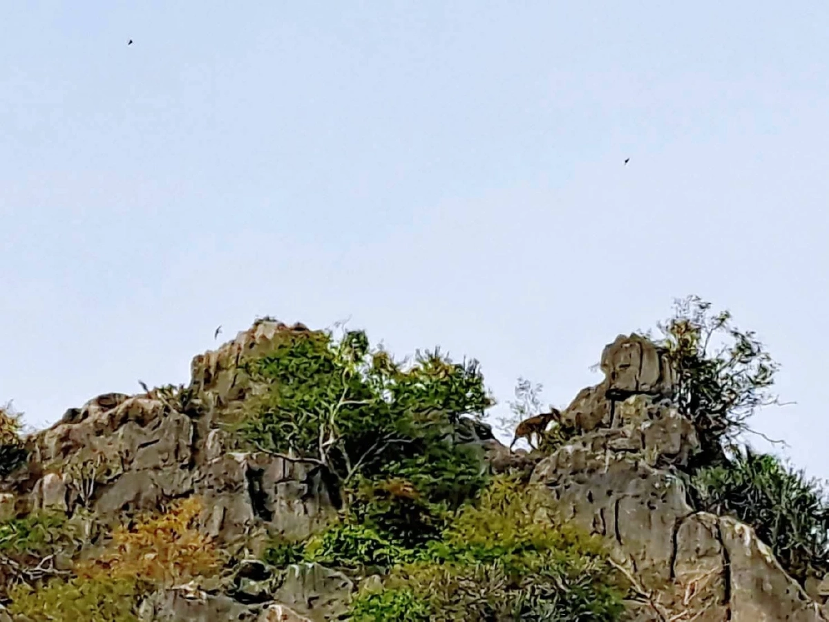 ปังรับปีใหม่! เลียงผาโชว์ตัวเขาสามร้อยยอด 2 จุด สัญญาณดีป่าสมบูรณ์