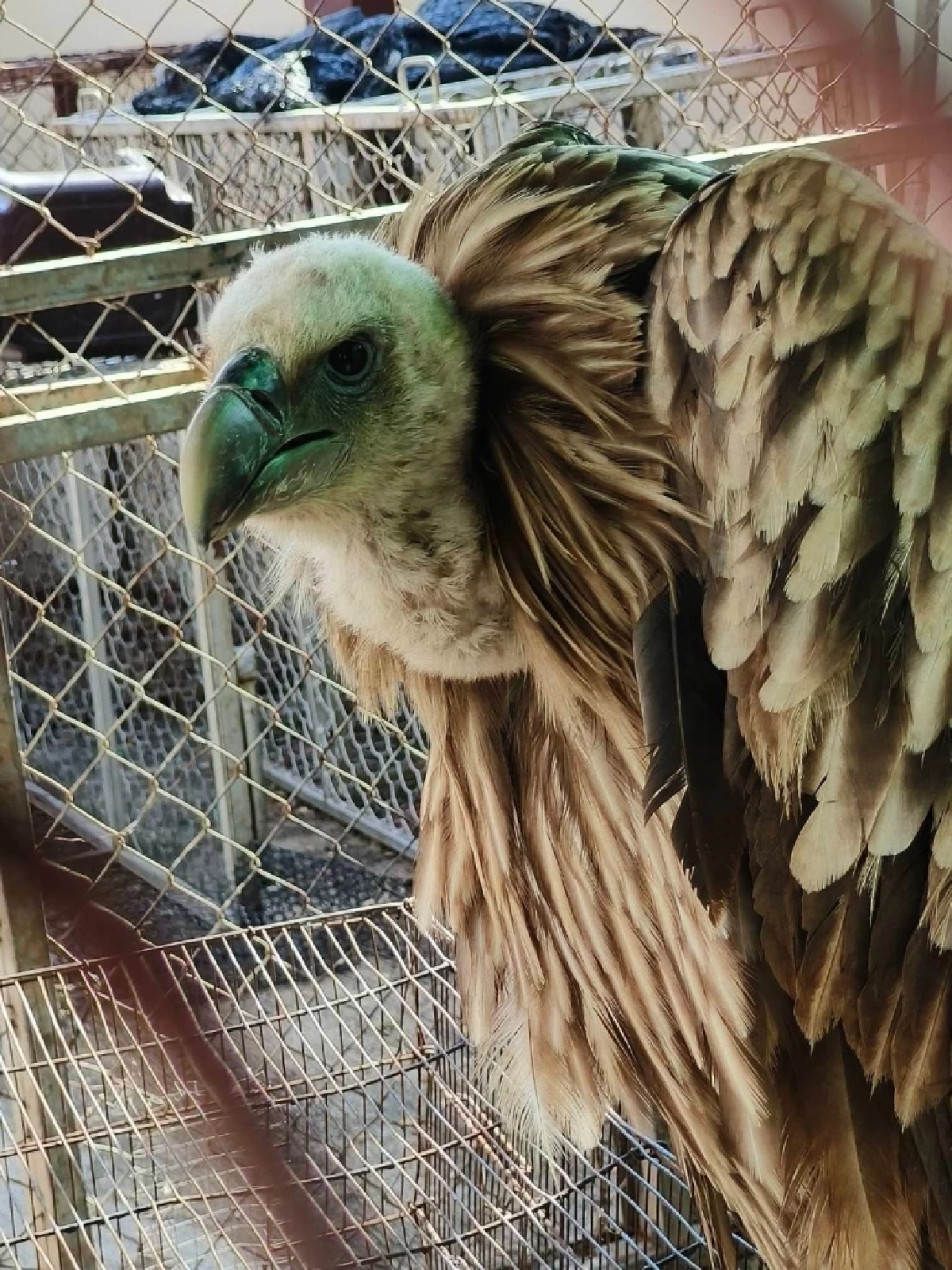 ภารกิจช่วยชีวิต แร้งสีน้ำตาลหิมาลัย พลัดหลงหนีหนาวถึงนครสวรรค์