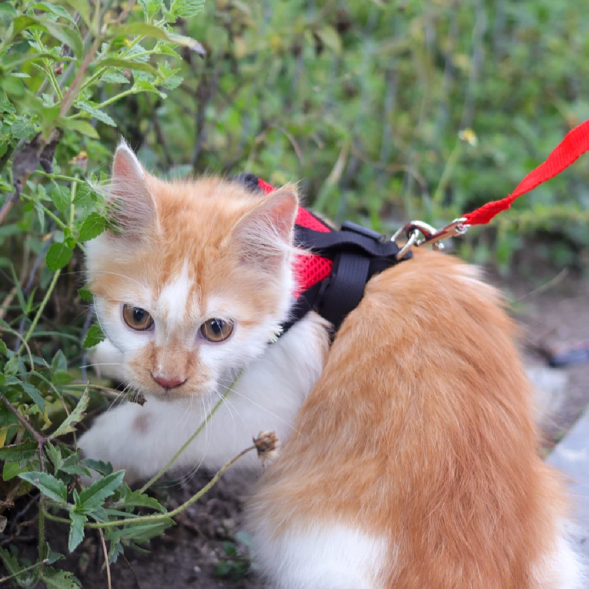 วิธีใส่สายจูงแมว แมวไม่เครียด เดินเที่ยวปลอดภัย