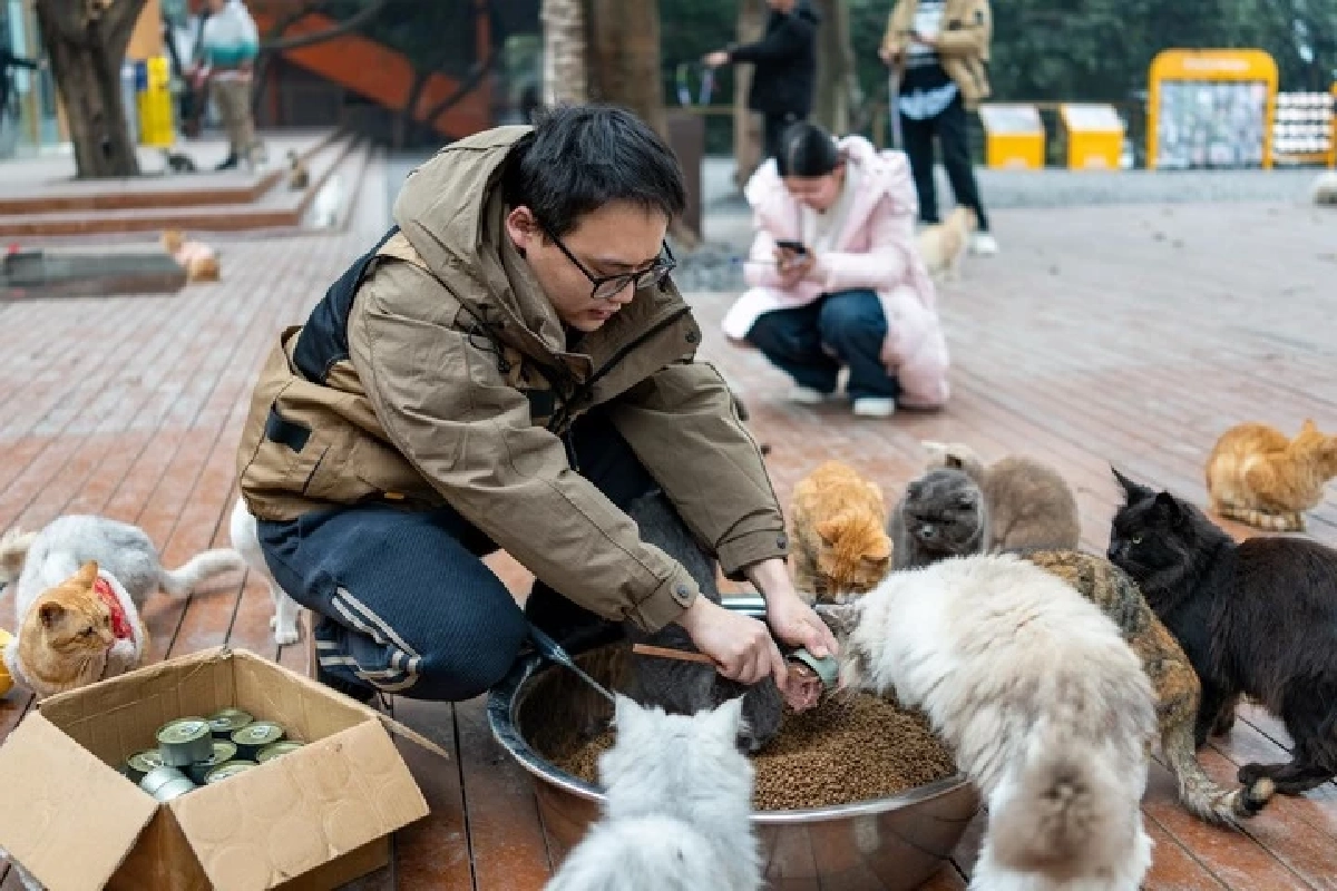 ส่องสวรรค์คนรักแมว! ฉงชิ่งเนรมิตที่ว่างริมแม่น้ำเป็นสวนแมวจร