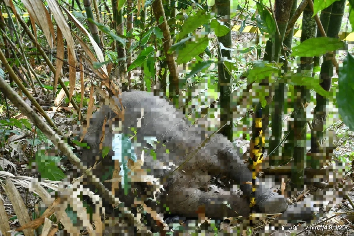 สลด! พบซากช้างป่าน้อยกลางป่าสะบ้าย้อย ด่วนพิสูจน์ปมดับ