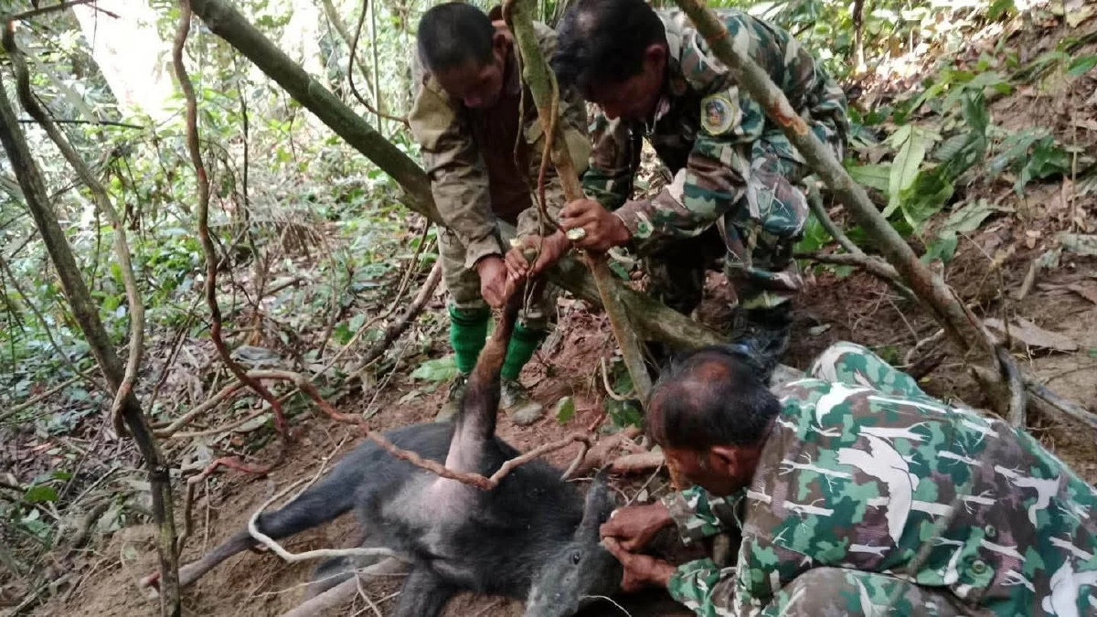 นาทีชีวิต! เลียงผาติดบ่วงพราน เจ้าหน้าที่บุกช่วยก่อนคืนสู่ป่า