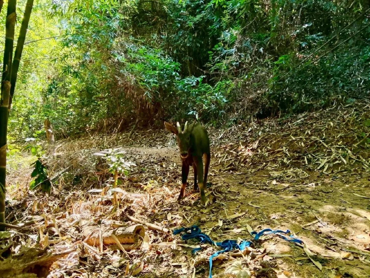 นาทีชีวิต! เลียงผาหนัก 80 กิโลฯ ตกถังพักน้ำ สู้สุดใจรอคนช่วย