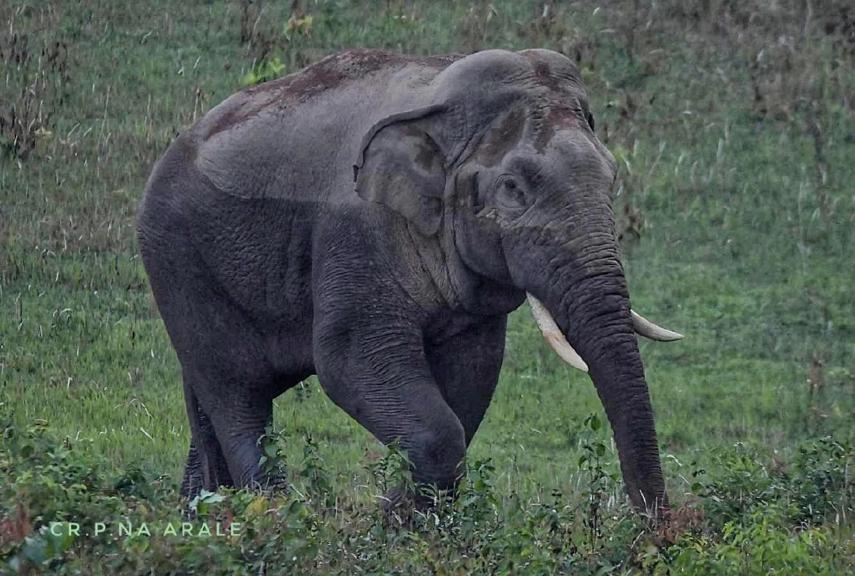 เร่งตามหาพลายชมวิว ถูกรถชนบาดเจ็บ เตรียมทีมหมอช่วยด่วนที่เขาใหญ่