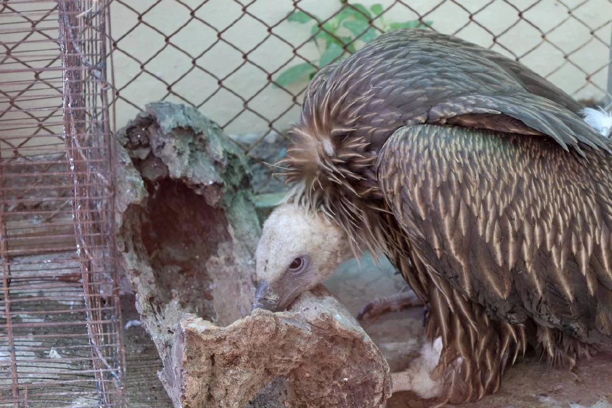 อัปเดต นิกกี้ แร้งสีน้ำตาลหิมาลัย อาการดีขึ้น แข็งแรงขึ้น