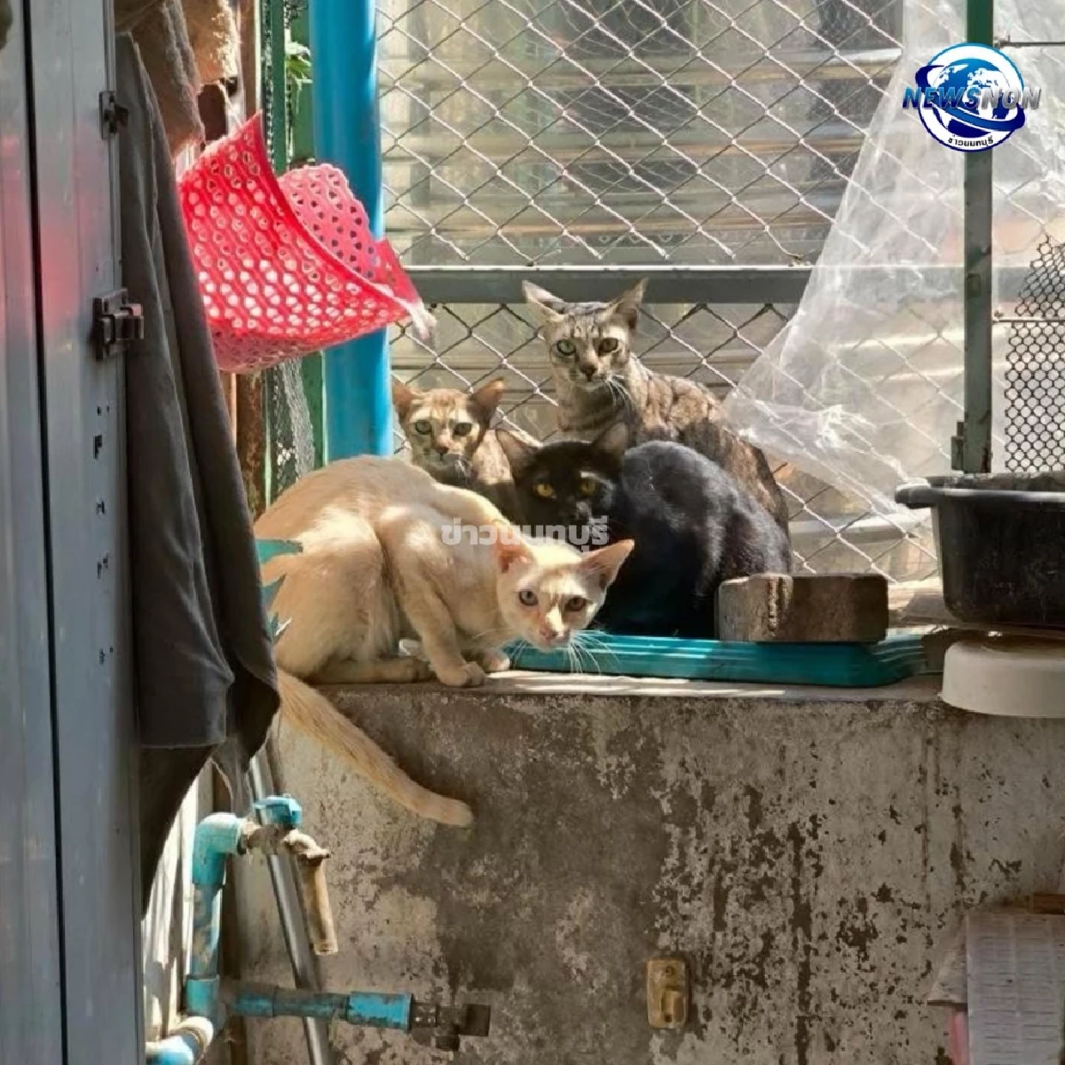  รักแมวจนชีวิตพลิก ลุงวัย 63 เช่าห้องเลี้ยงแมวหลายสิบตัว 