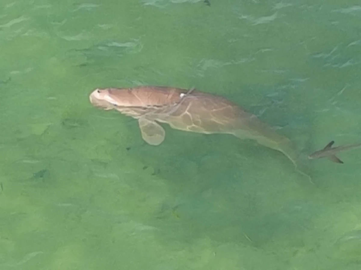 กรมอุทยานฯ บินโดรนพบพะยูนตรัง 1 ตัว ที่หาดหยงหลำ สุขภาพยังดี