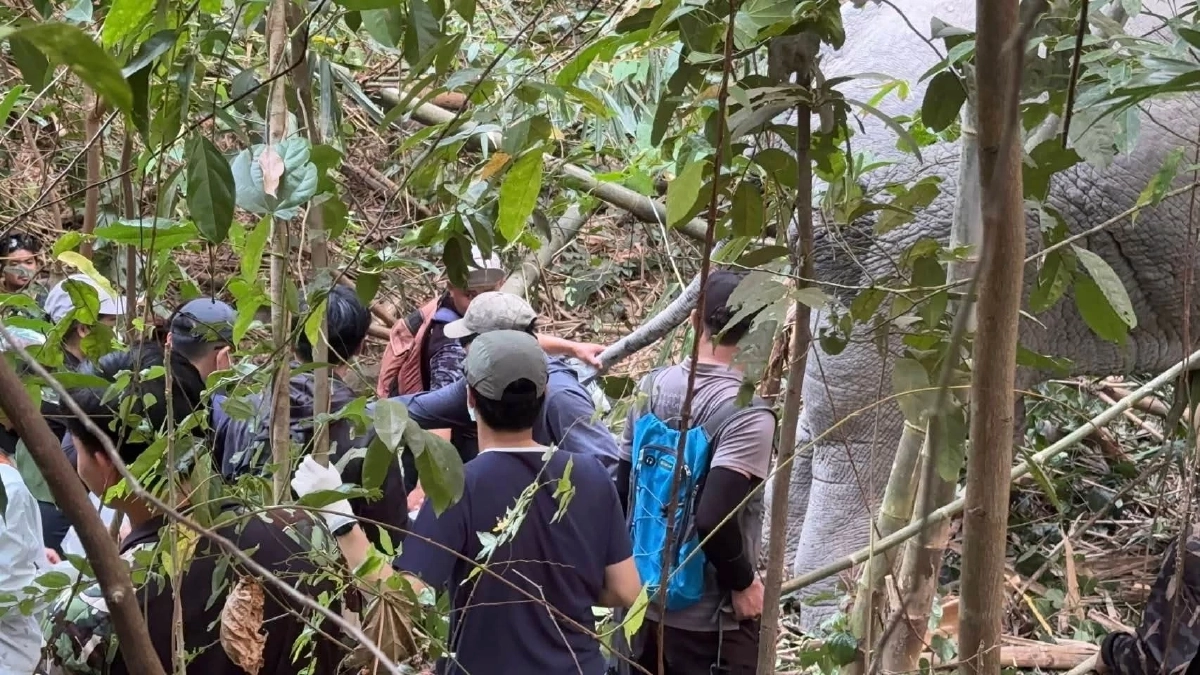 ทีมสัตวแพทย์ลงพื้นที่รักษาพลายมะม่วง พร้อมเช็กปลอกคอ GPS