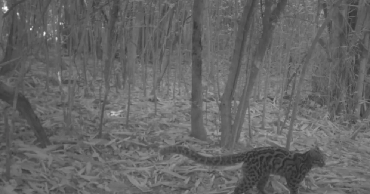 ฮือฮา! พบแมวลายหินอ่อน สัตว์สงวนหายากครั้งแรกที่ป่าละอู