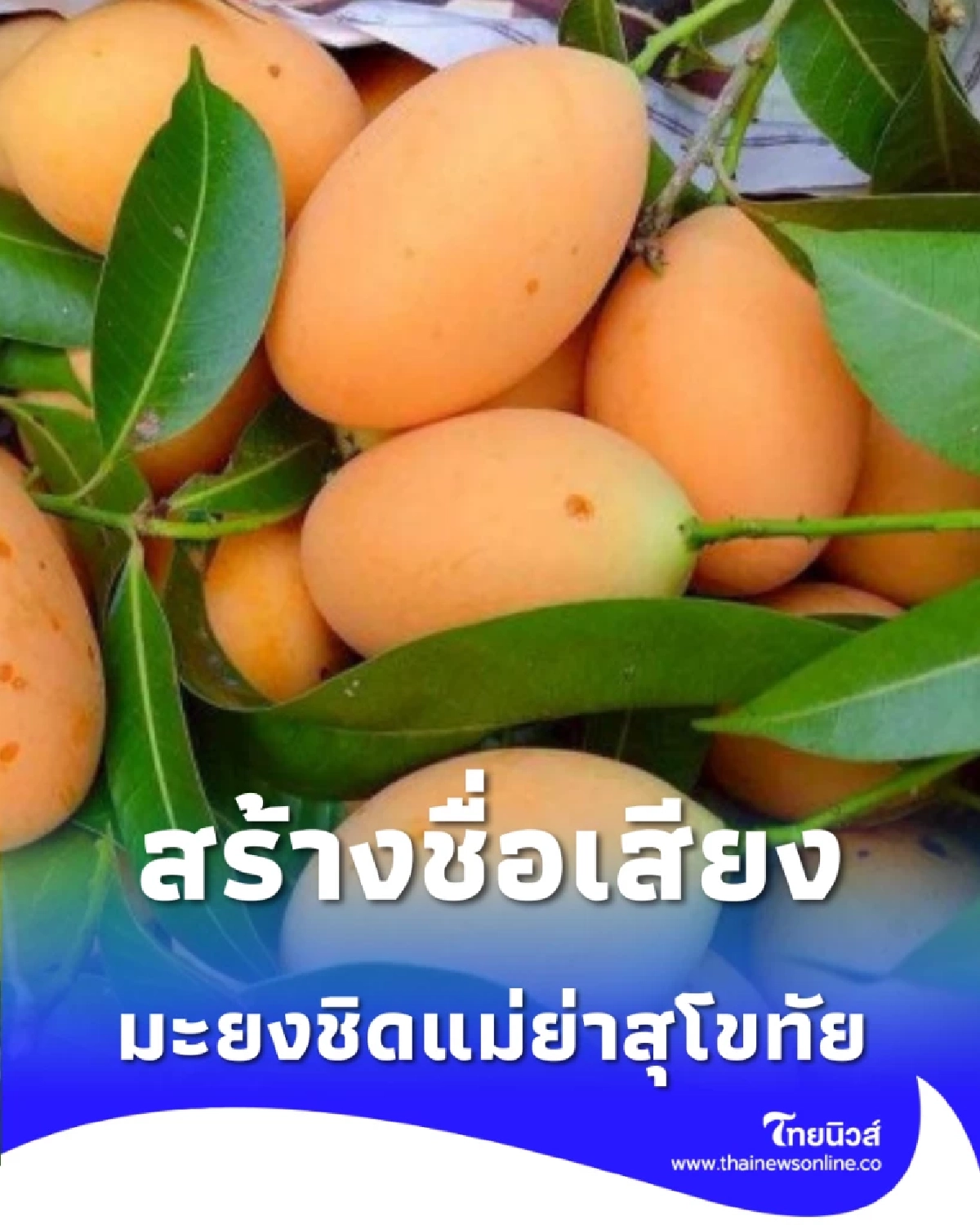 มะยงชิดแม่ย่าสุโขทัย ขึ้นแท่นสินค้า GI สร้างชื่อเสียงและรายได้สู่ชุมชนอย่างยั่งยืน