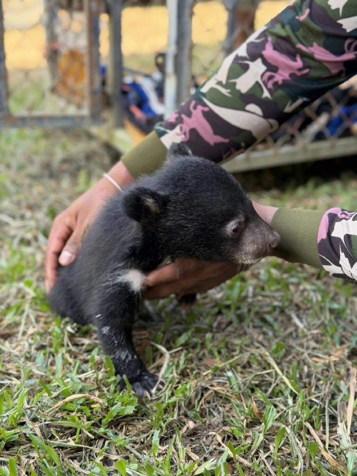 นาทีชีวิต! ลูกหมีควายหลงป่าพังงา จนท.เร่งช่วยดูแลใกล้ชิด