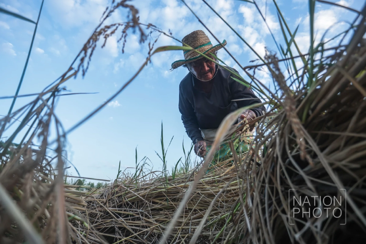 ชาวนาชายแดนสระแก้วกลับมาเกี่ยวข้าวล่าช้าเกือบเดือน หลังอพยพ