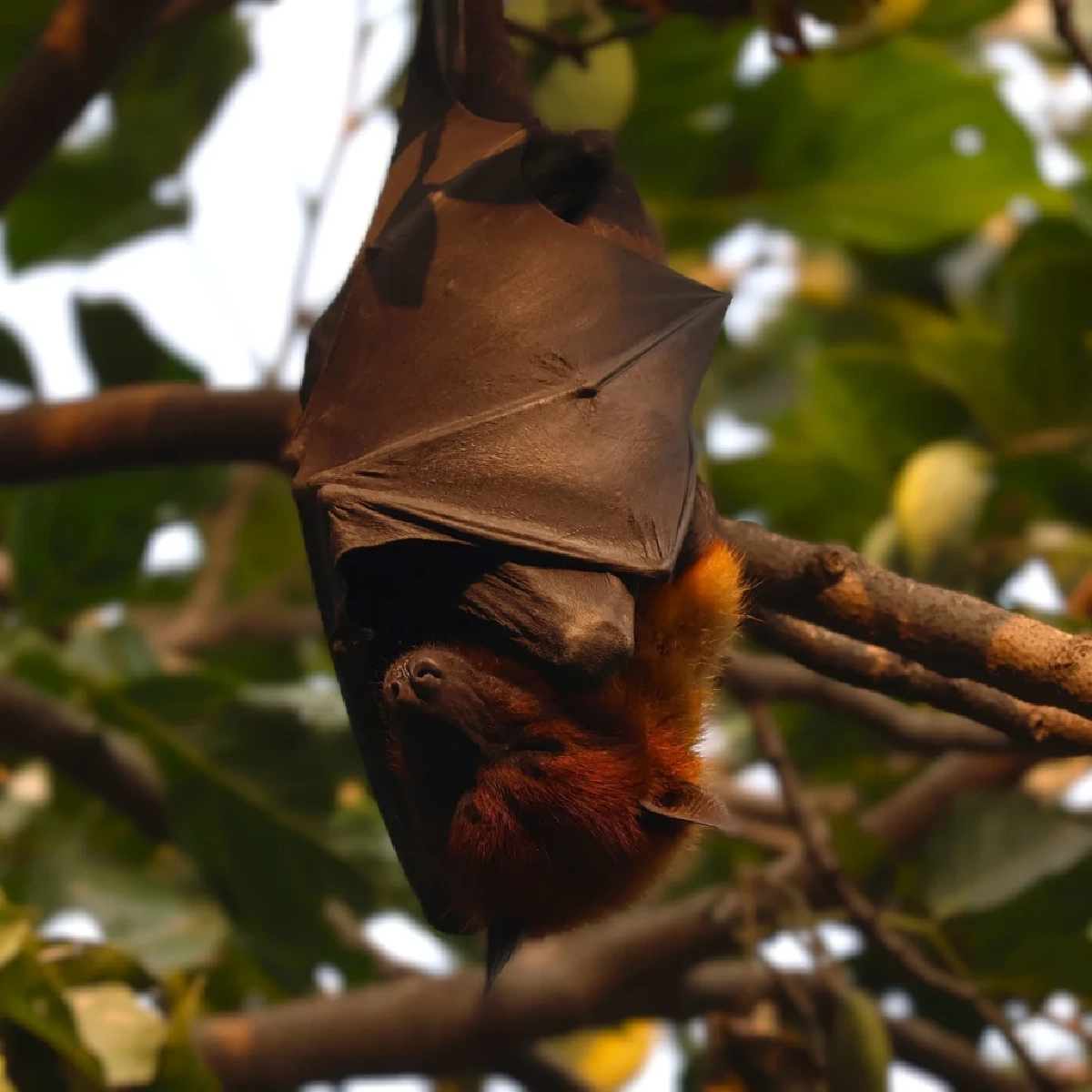 เจาะลึก 4 สาเหตุ ทำไมค้างคาวถึงเป็นพาหะนำโรคอุบัติใหม่สู่มนุษย์