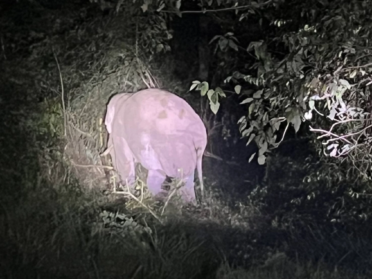 เจอตัวแล้ว! พลายชมวิวปลอดภัย หลังถูกรถชนหายตัวเข้าป่าเขาใหญ่