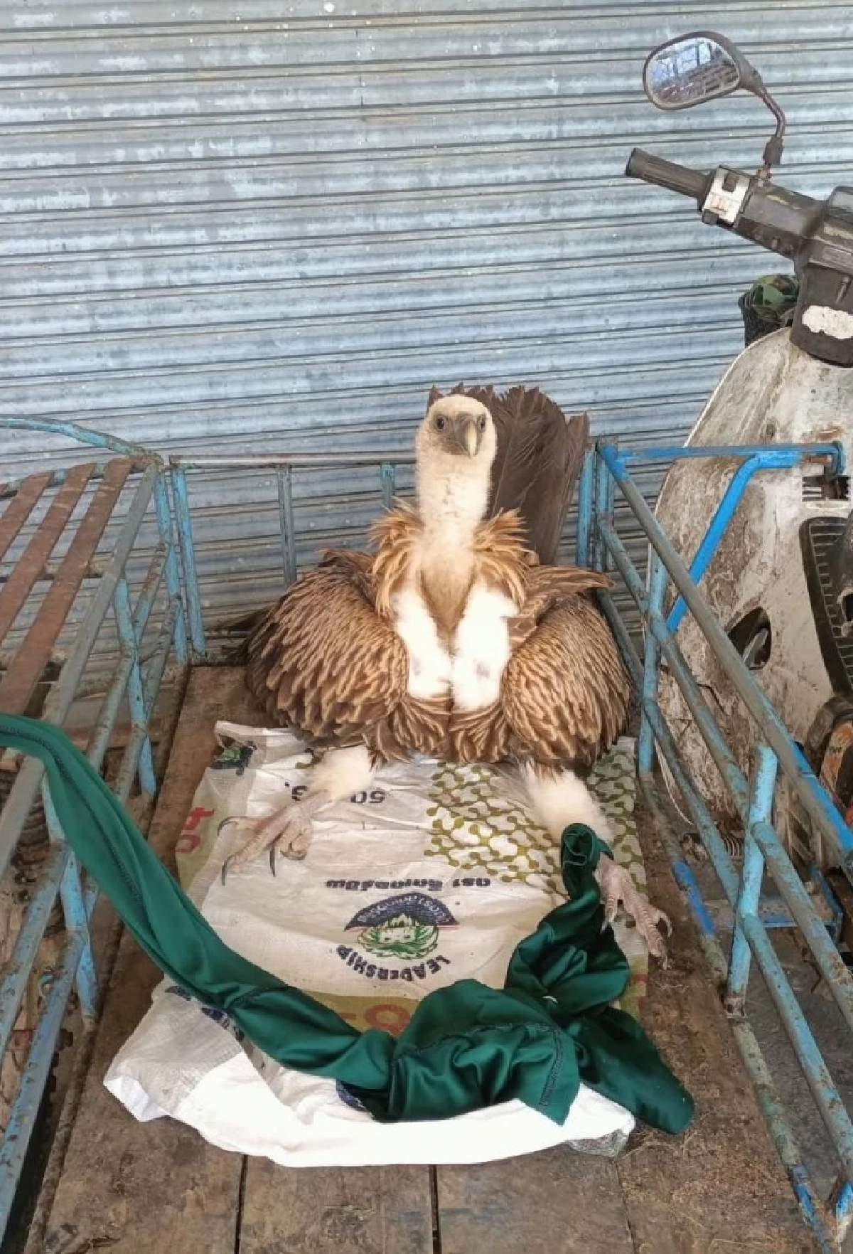 ศบอ.6 สงขลา เร่งช่วยเหลือ แร้งสีน้ำตาลหิมาลัย บาดเจ็บ