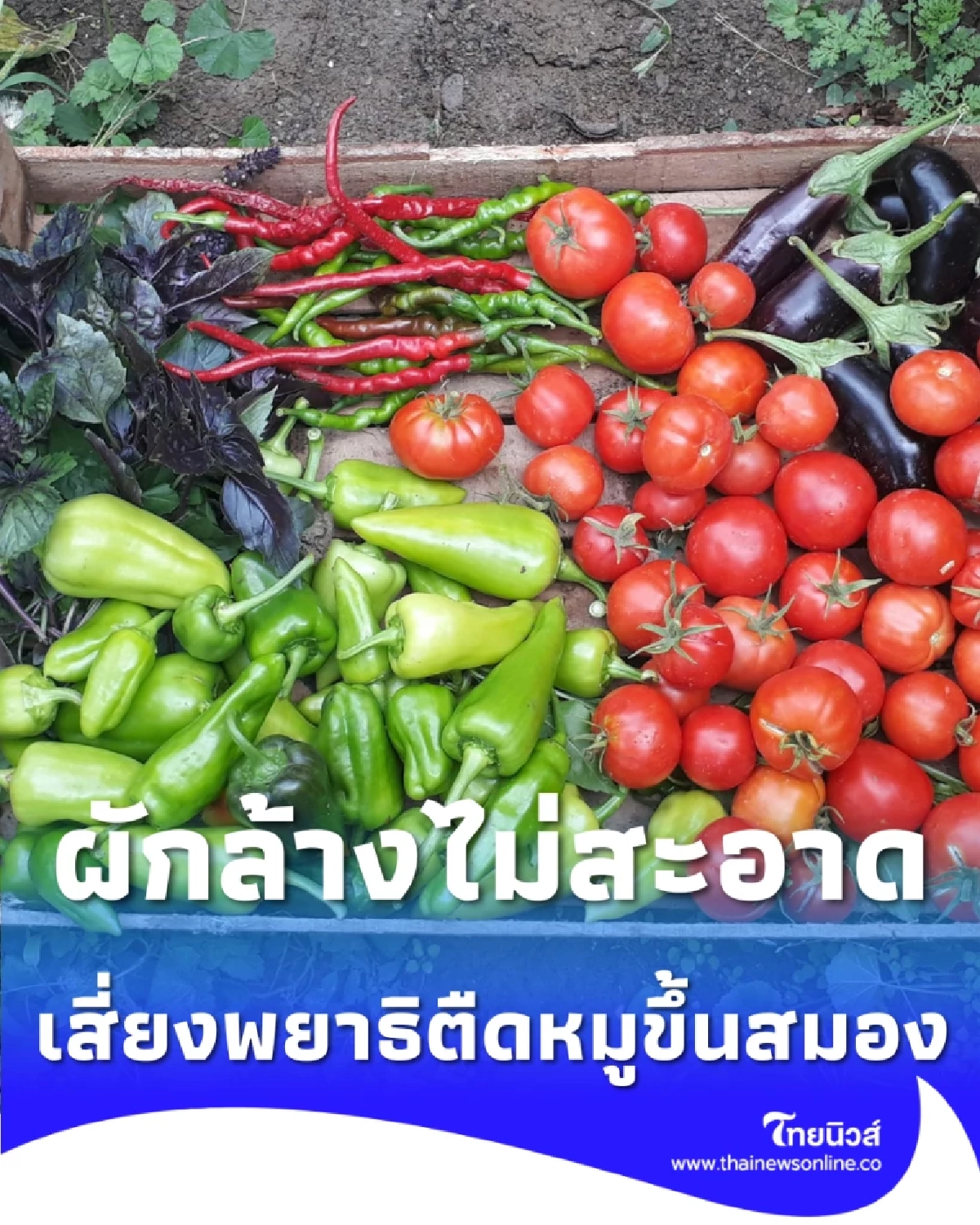 ระวัง ผักสดล้างไม่สะอาดอาจพา พยาธิตืดหมู ขึ้นสมองได้