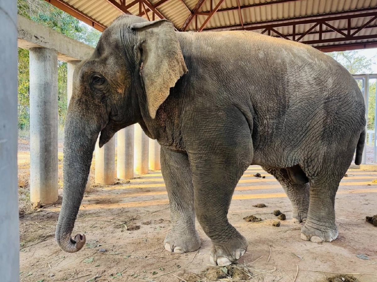 อัปเดต "สีดอแก้ว" ปรับตัวดีที่ช่องกล่ำบน ทีมสัตวแพทย์ดูแลใกล้ชิด 24 ชม.