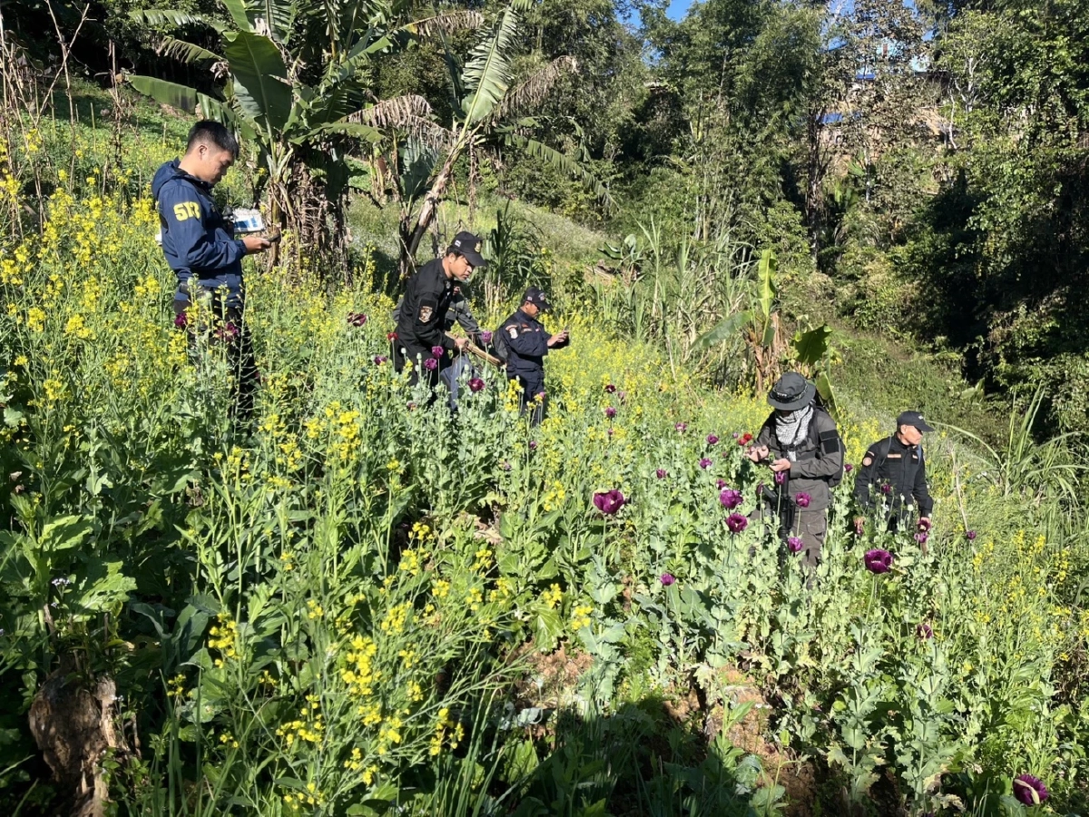 ตัดวงจรฝิ่นที่ต้นตอ! ป.ป.ส. ใช้เทคโนโลยีเชิงรุก ทำลายแหล่งปลูก