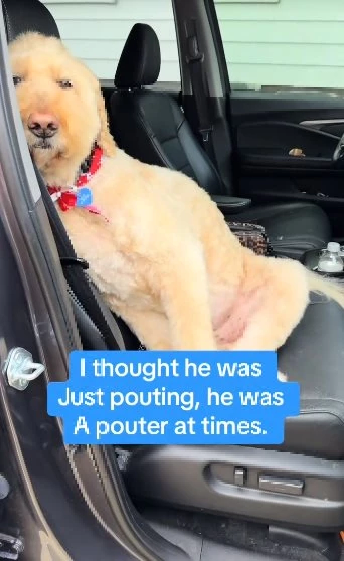 เจ้าของคิดว่าแค่ลูกรักงอน ที่แท้คือสัญญาณเตือนครั้งสุดท้าย