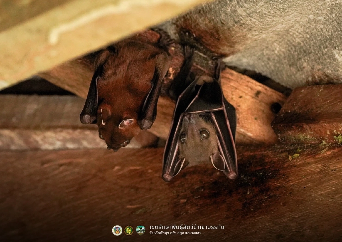 ทำความรู้จัก ค้างคาวขอบหูขาวกลาง ฮีโร่ตัวจิ๋วผู้ปลูกป่า
