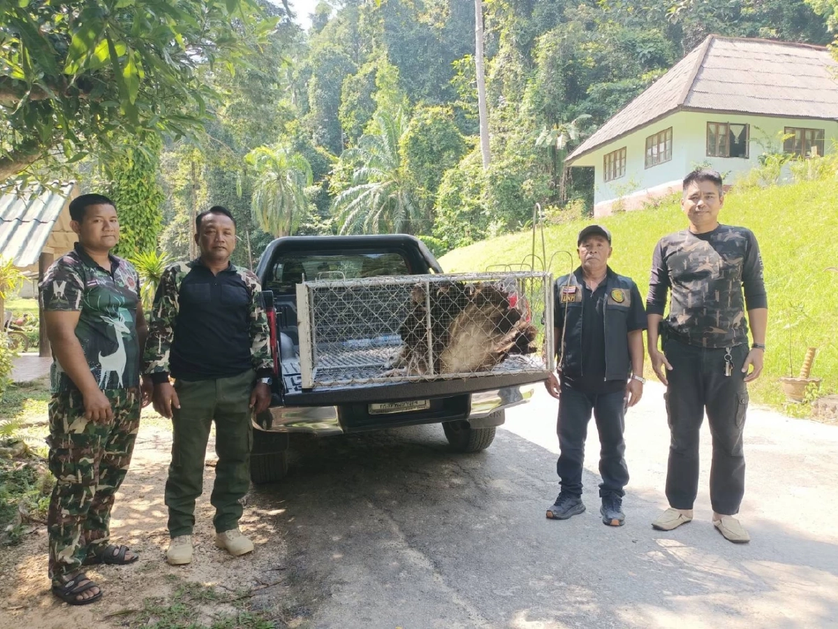 ศบอ.6 สงขลา เร่งช่วยเหลือ แร้งสีน้ำตาลหิมาลัย บาดเจ็บ