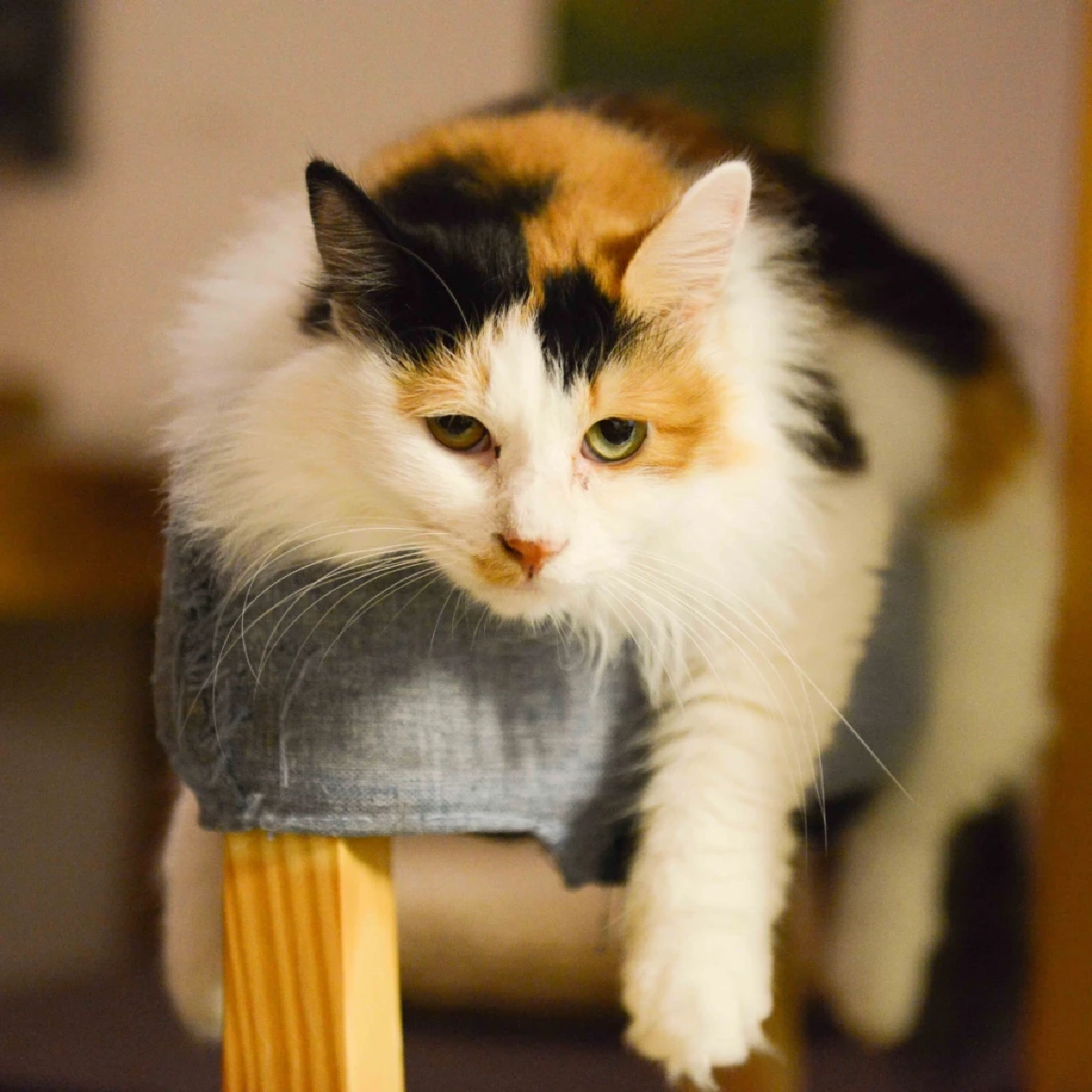 5 เรื่องน่ารู้เกี่ยวกับพฤติกรรมแมวและความลับที่ทาสอาจไม่เคยเห็น