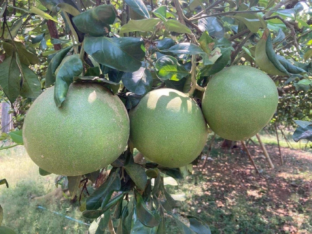 เปิดตัว GI ใหม่ ส้มโอเวียงแก่น หนุนเชียงรายขึ้นรองแชมป์ประเทศ