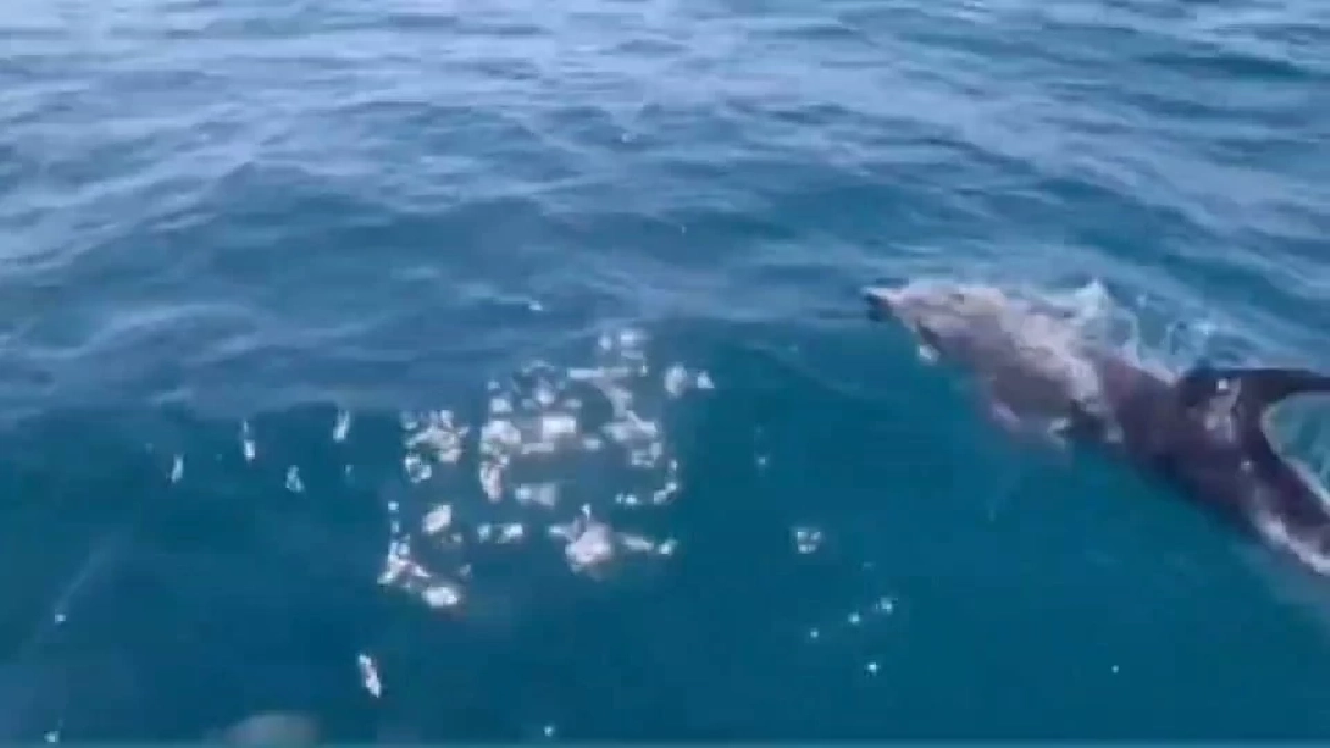 ฮือฮา! ฝูงโลมาปากขวดอวดโฉมเกาะทะลุ ย้ำทะเลระยองอุดมสมบูรณ์