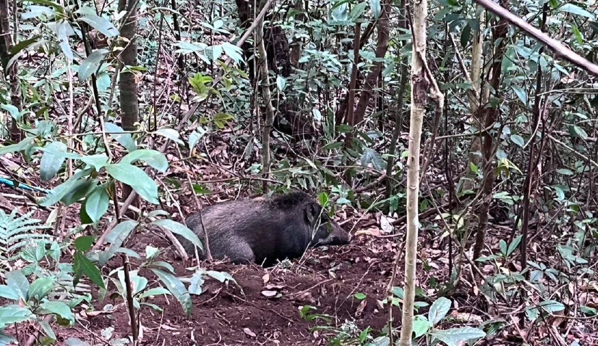 นาทีชีวิต! ช่วยหมูป่าดอยสุเทพติดแร้วพรานป่า บาดเจ็บสาหัส