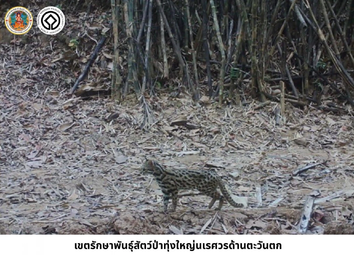 ทุ่งใหญ่นเรศวรฯ เผยภาพแมวป่า 6 ชนิด ยันความอุดมสมบูรณ์ไทย